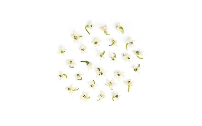 Micro White Pepper Flowers