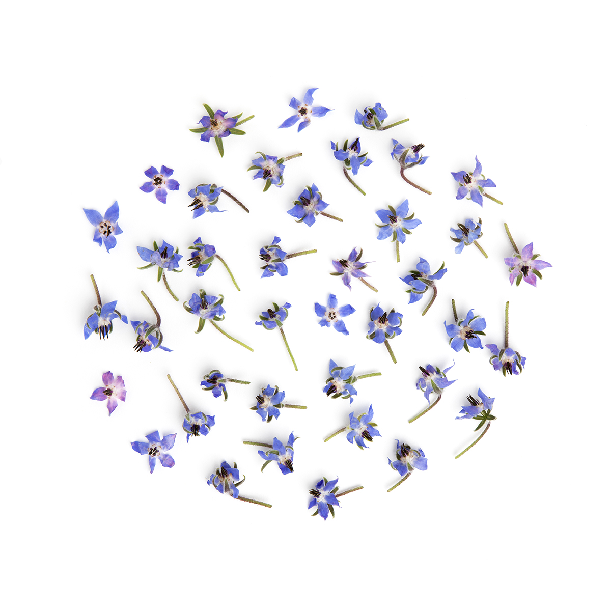 Borage Blossoms Flowers & Blossoms Baldor Specialty Foods
