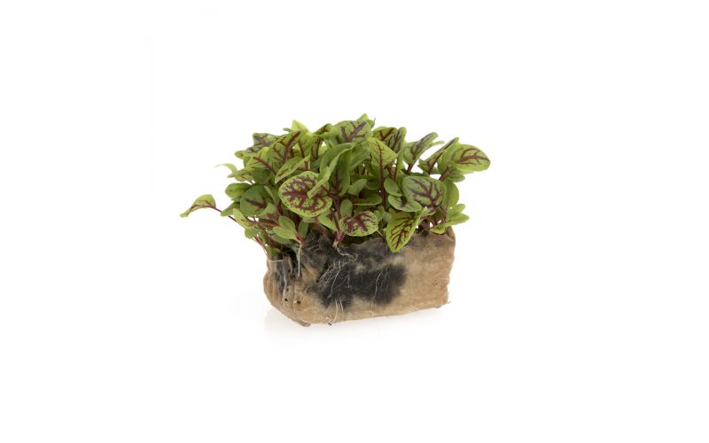 Red Veined Sorrel Cress