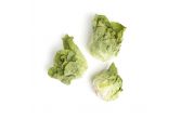 Organic Green Butter Lettuce