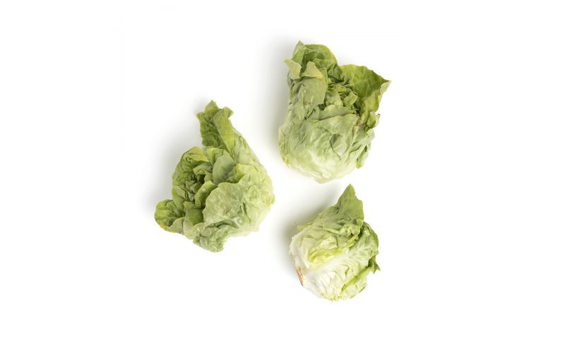 Organic Green Butter Lettuce