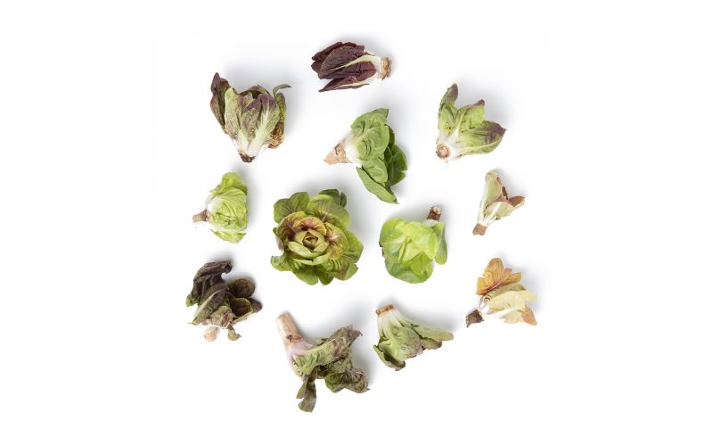 Italian Grumolo Chicory