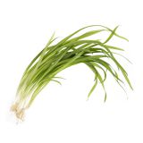 Wild Spring Onions