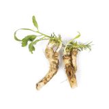 Organic Horseradish Root