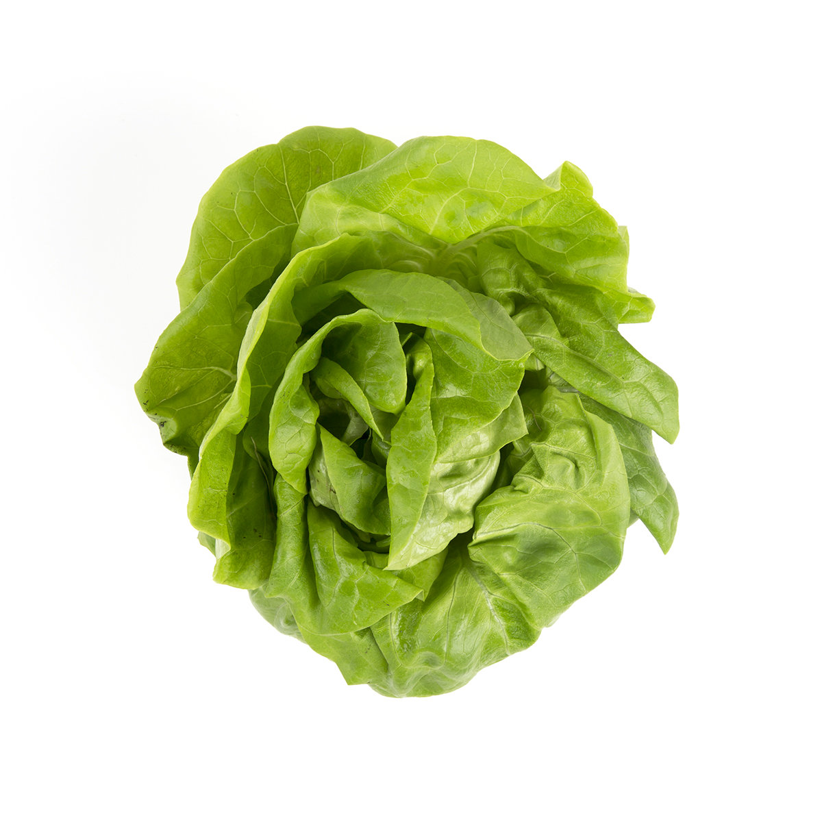 Organic Hydro Boston Lettuce Boston Lettuce Baldor Specialty Foods