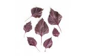 Purple Shiso Leaves