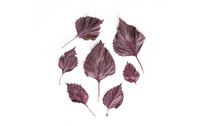 Purple Shiso Leaves