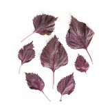 Purple Shiso Leaves