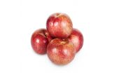 Autumn Ruby Sugar Red Plumcots