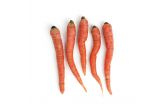Organic Kyoto Carrots