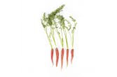 Organic Kyoto Carrots