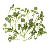 Bunched Watercress