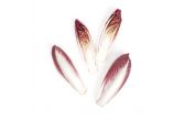 Red Endive