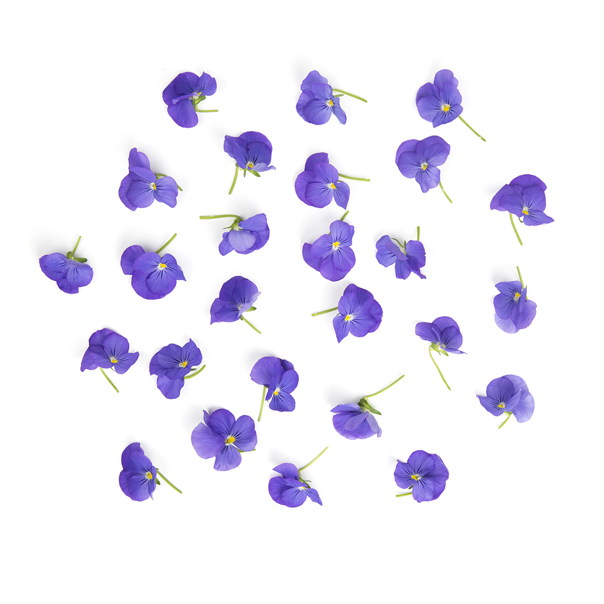 Viola Blue Flowers Flowers & Blossoms Baldor Specialty Foods