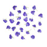 Viola Blue Flowers