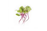 Organic Baby Beet Greens With Roots