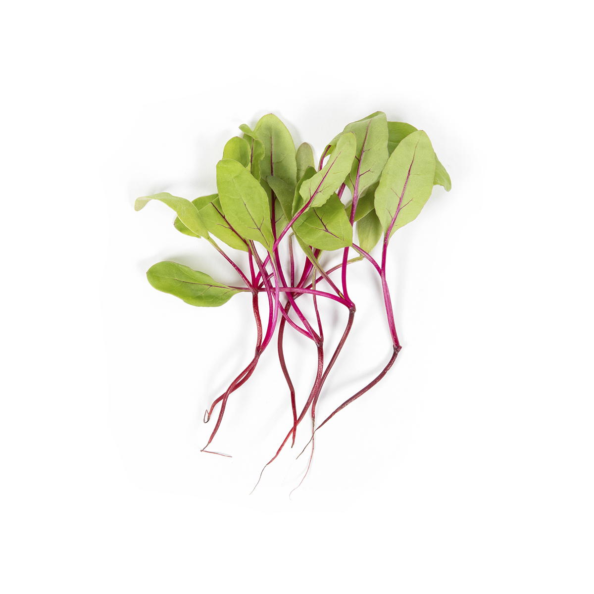 Organic Baby Beet Greens With Roots | Root Vegetables Other | Baldor ...