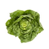 Local Boston Lettuce