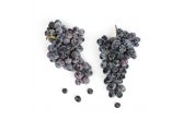 Organic Thomcord Grapes