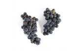 Organic Blue Venus Grapes