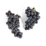 Organic Blue Venus Grapes