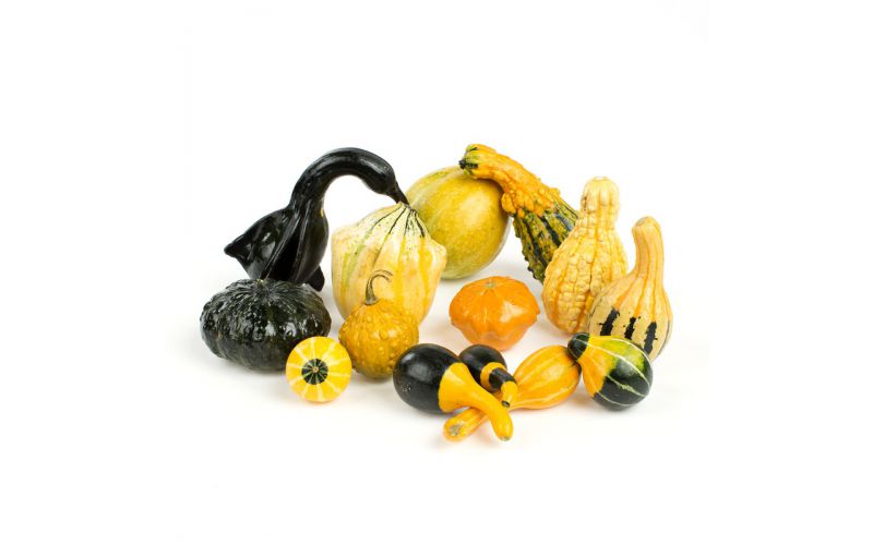 Display Gourds