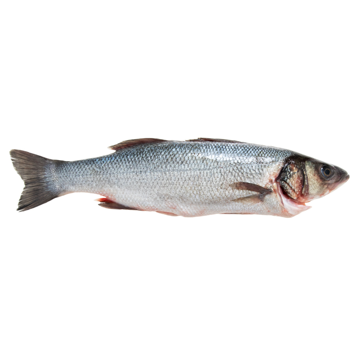 Whole Farm Raised Branzino | Loup De Mer | Baldor Specialty Foods