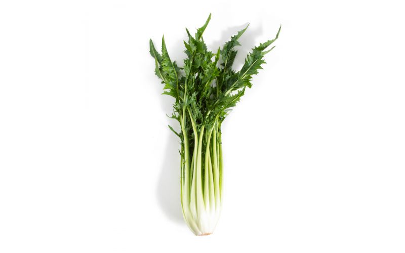 Organic Puntarella Di Galatina
