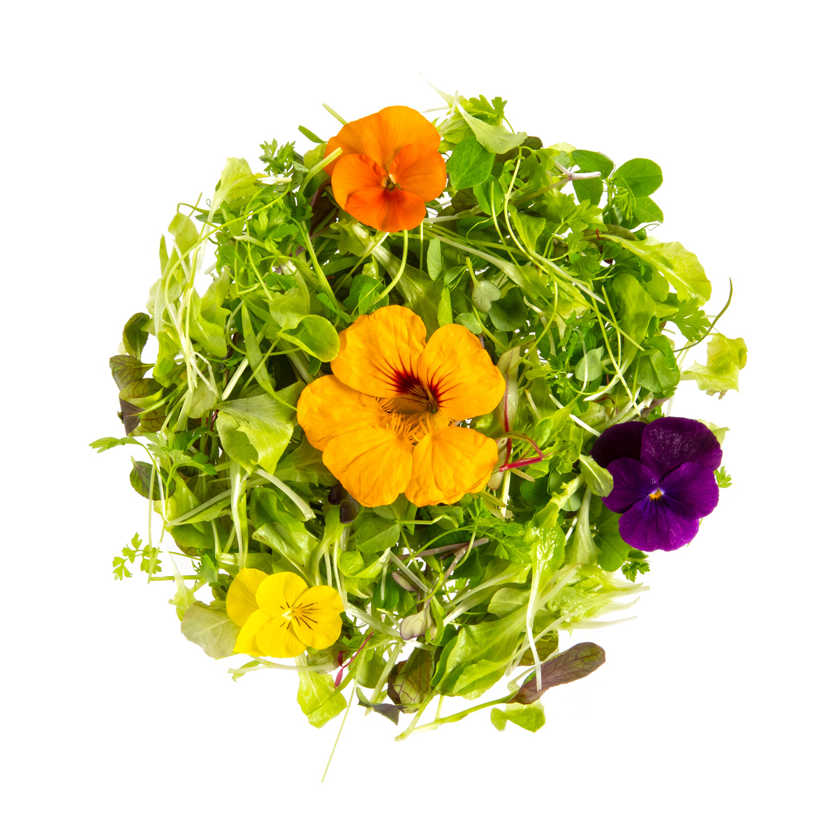 Organic Micro Lettuce Entertain You Blend Micro Herbs Baldor