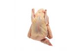 Frozen Whole New York Dressed Squab