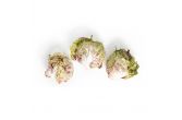 Organic Castlefranco Radicchio