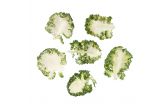 Organic Casper Baby Kale