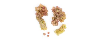 Pink Muscat Grapes