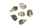 Kumamoto Oysters