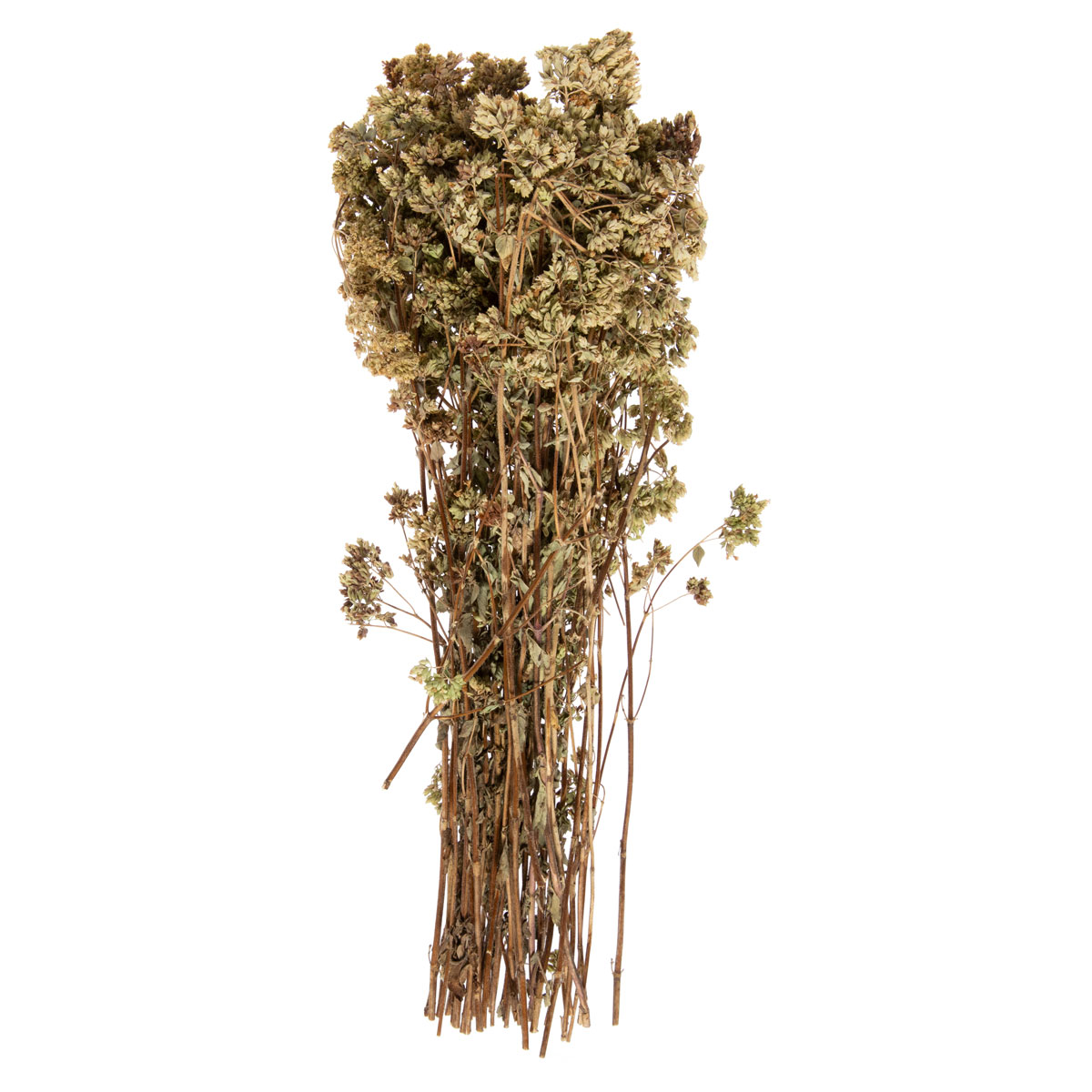 Bunch Wild Oregano Spices & Dried Herbs Baldor Specialty Foods