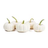 Mini White Pumpkins
