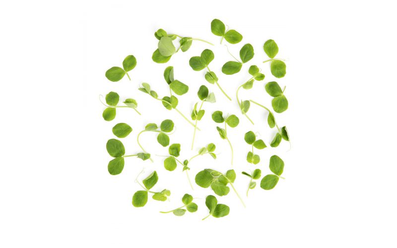Micro Pea Greens