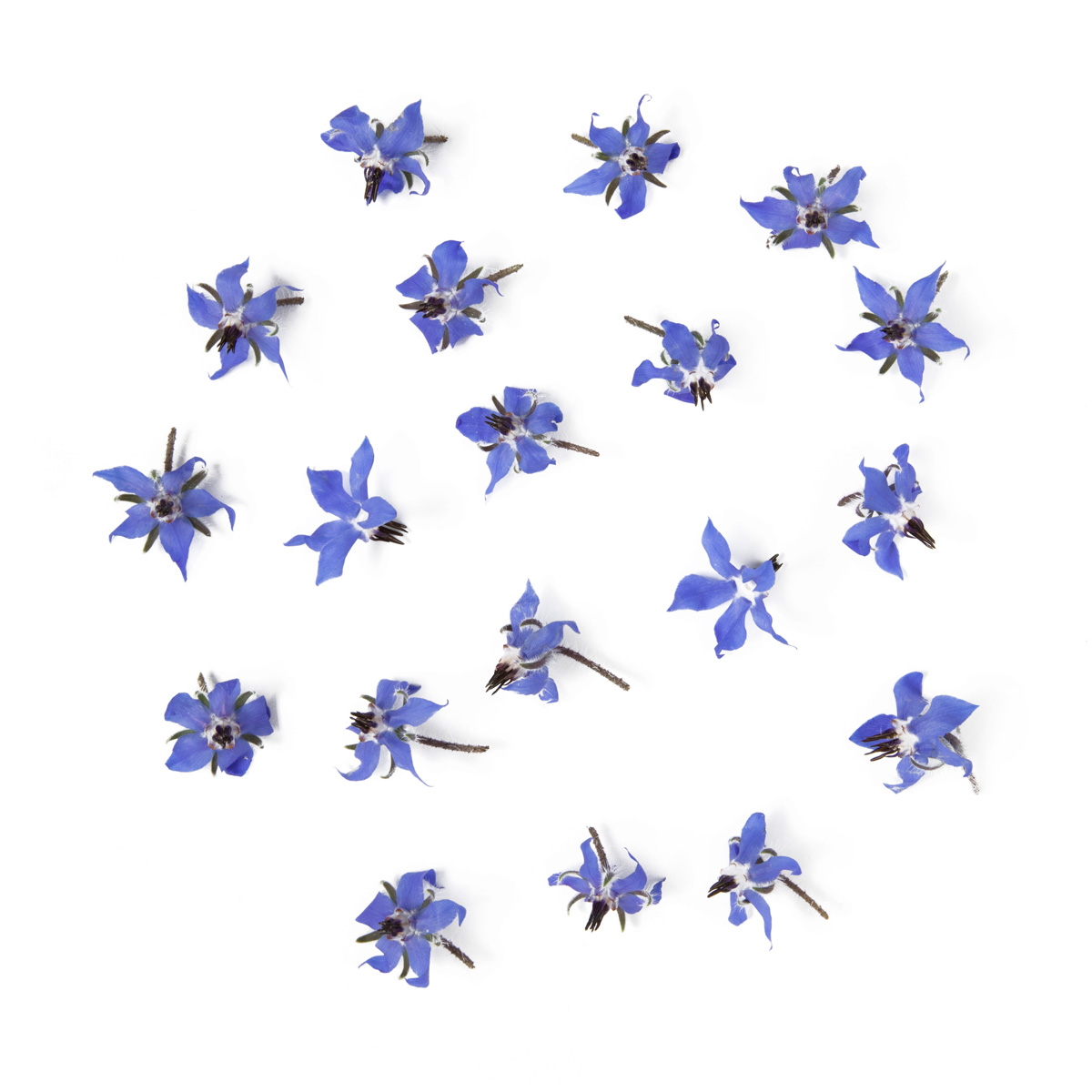 Organic Borage Flowers Flowers & Blossoms Baldor Specialty Foods