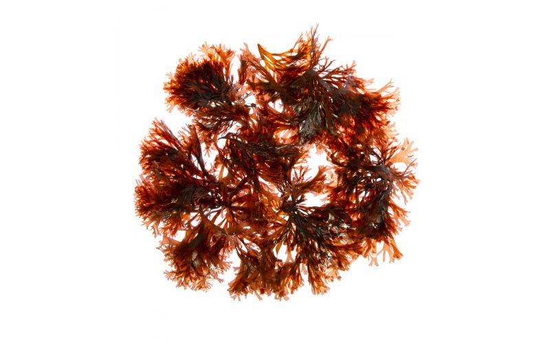 Dulse Seaweed