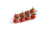 Flavor Bombs Cherry Tomatoes on the Vine