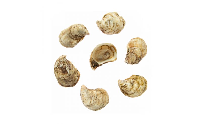 Merasheen Oysters