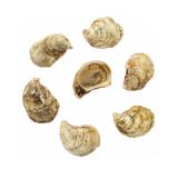 Merasheen Oysters