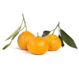 Satsuma Stem and Leaf Mandarins