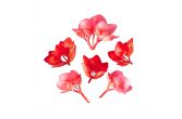 Micro Begonia Flowers Valentines Hearts