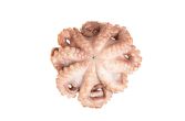 Tumbled and Tenderized Mediterranean Octopus IQF 2-4 LB