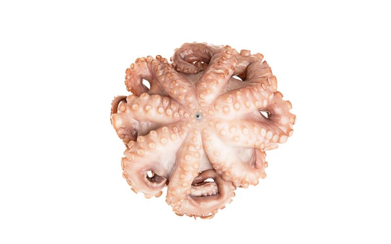 Tumbled and Tenderized Mediterranean Octopus IQF 2-4 LB