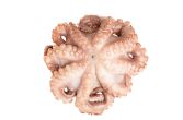 Tumbled and Tenderized Mediterranean Octopus IQF 4-6 LB