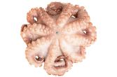 Tumbled and Tenderized Mediterranean Octopus IQF 6-8 LB