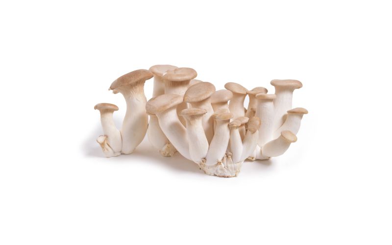 Organic Trumpet Royale Mushrooms