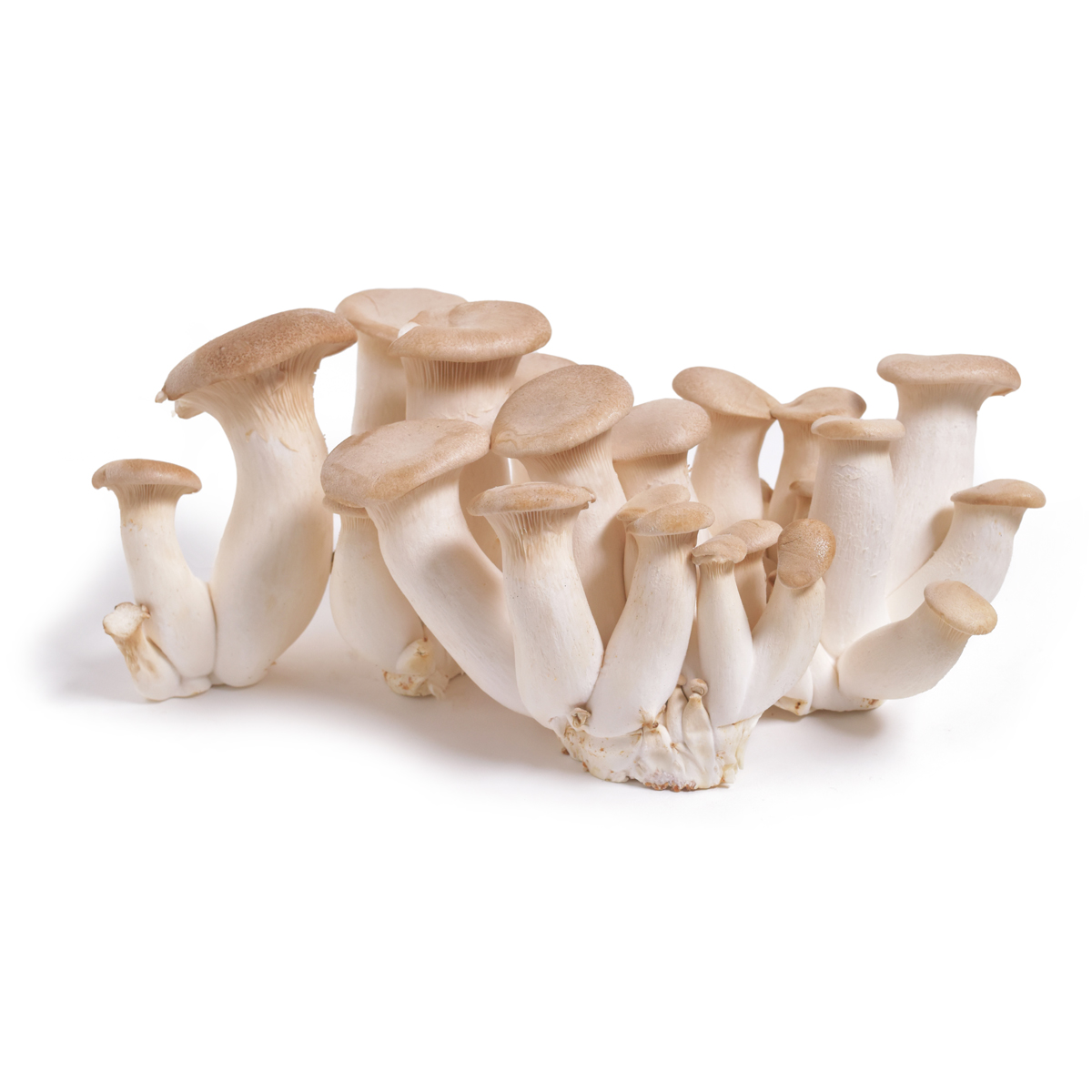 Organic Trumpet Royale Mushrooms | Oyster Mushrooms | Baldor Specialty ...